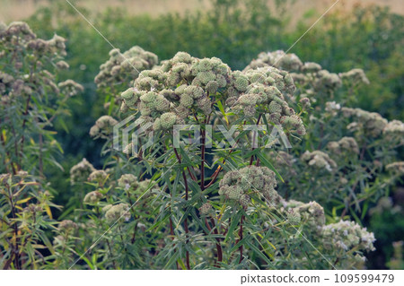 Pycnanthemum virginianum is growing in garden. Green bush in country garden. Cultivated for its romantic flowers. Herb and picturesque landscape. 109599479