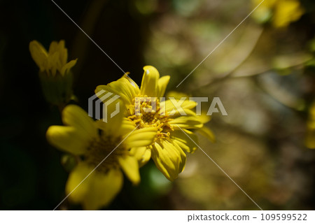 閃閃發亮的黃色，冬天的陽光照在日本的津瓦吹上 109599522