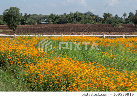 Flower, Field Marigold, Orange Color, Marigold, Agricultural Field Flower, Field Marigold, Orange Color, Marigold, Agricultural Field 109599919