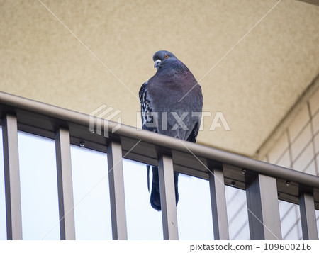 Pigeon observing from the railing 109600216