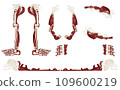 Bone and muscle frame (no text/transparent background) Bone and muscle frame (no text/transparent background) 109600219