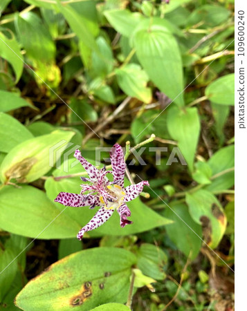 Somehow a charming flower of Hototogisu Somehow a charming flower of Hototogisu 109600240