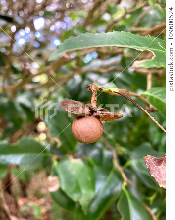 有點迷人的茶樹種子 109600524