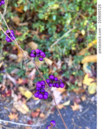 色彩鮮豔的小紫果 109600526