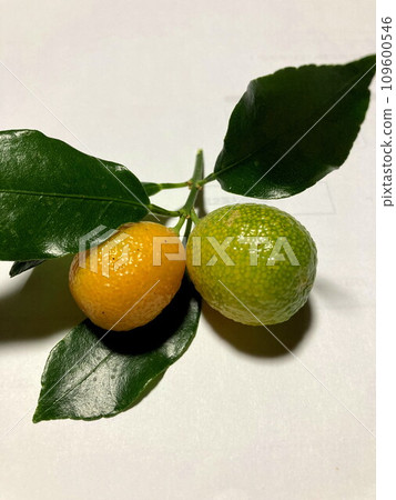 金橘果子已經成熟了，看起來很好吃 109600546
