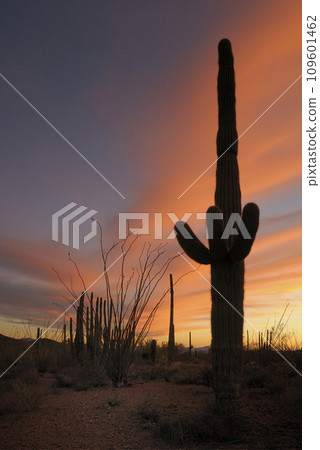 Saguaro Cactus (Carnegiea gigantean), Organ Pipe Cactus National Monument, Arizona, USA 109601462