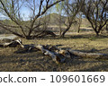 Patagonia Lake State Park, Arizona, USA 109601669