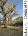 Patagonia Lake State Park, Arizona, USA 109601672