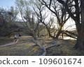 Patagonia Lake State Park, Arizona, USA 109601674