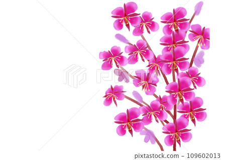 柳蘭花卡 柳蘭花卡 109602013