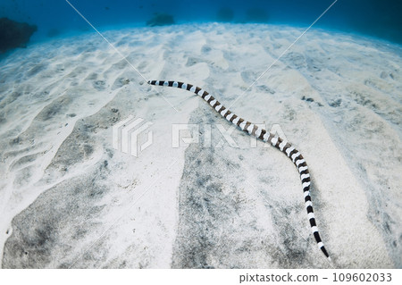 Sea snake on sea sandy bottom in tropical ocean Sea snake on sea sandy bottom in tropical ocean 109602033