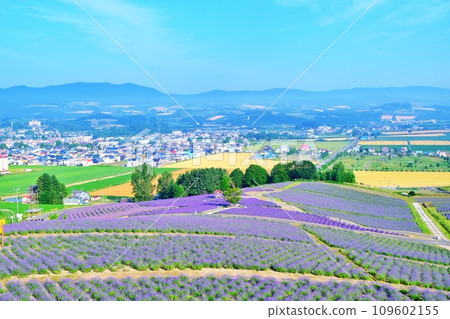 Hinode Park Lavender Garden (Kamifurano Town, Hokkaido) 109602155