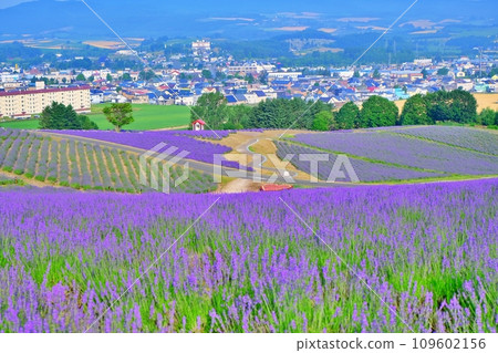 Hinode Park Lavender Garden (Kamifurano Town, Hokkaido) 109602156
