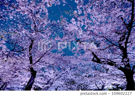 Showa Ward, Nagoya City, Aichi Prefecture_Tsuruma Park Night Cherry Blossoms 6_March 2023 109602227