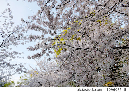 Showa Ward, Nagoya City, Aichi Prefecture_Tsuruma Park Sakura 6_March 2023 109602246
