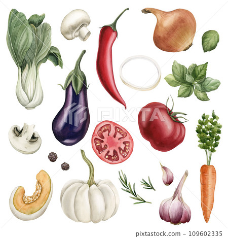 Set of vegetables: eggplant, Bok Choy, mushrooms, tomato, pepper, onion, basil, pumpkin, carrot, garlic, rosemary. Watercolor illustration hand painted isolated on white background. Set of vegetables: eggplant, Bok Choy, mushrooms, tomato, pepper, onion, basil, pumpkin, carrot, garlic, rosemary. Watercolor illustration hand painted isolated on white background. 109602335
