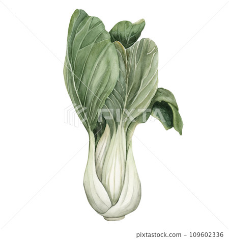 Bok Choy, fresh green vegetable, Chinese cabbage, salad. Watercolor illustration hand painted isolated on white background. Bok Choy, fresh green vegetable, Chinese cabbage, salad. Watercolor illustration hand painted isolated on white background. 109602336