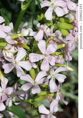 Pink single flowered soapwort flowers in close up Pink single flowered soapwort flowers in close up 109602393