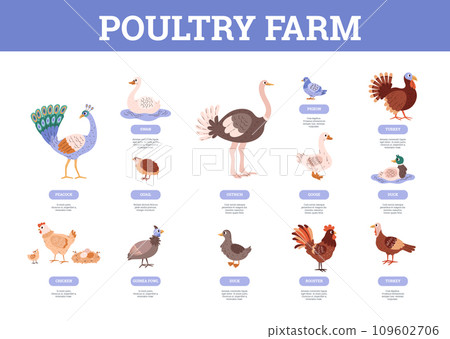 Infographic about poultry farm flat style, vector illustration 109602706