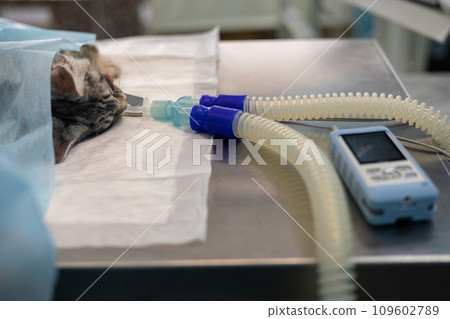 A cat under gas anesthesia sleeps after surgery on the surgical table. A cat in veterinary surgery under anesthesia lies on the table and wakes up after surgery. Cat under gas anesthesia. 109602789