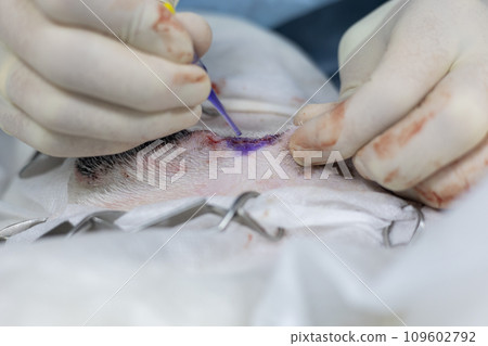 The veterinary surgeon applies skin glue to the surgical wound to avoid the need for stitches. Skin glue allows you to hold the edges of the wound together without stitches. Skin glue in surgery. The veterinary surgeon applies skin glue to the surgical wound to avoid the need for stitches. Skin glue allows you to hold the edges of the wound together without stitches. Skin glue in surgery. 109602792