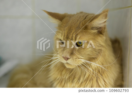 A dissatisfied cat in a cage at a veterinary hospital undergoing treatment. The cat is undergoing treatment and is already recovering at the veterinary clinic under the supervision of doctors. A dissatisfied cat in a cage at a veterinary hospital undergoing treatment. The cat is undergoing treatment and is already recovering at the veterinary clinic under the supervision of doctors. 109602793