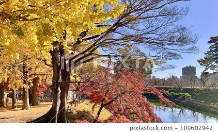 藍天映襯下的龍舟堀的銀杏樹和紅葉(愛知縣岡崎市岡崎城公園) 藍天映襯下的龍舟堀的銀杏樹和紅葉(愛知縣岡崎市岡崎城公園) 109602942