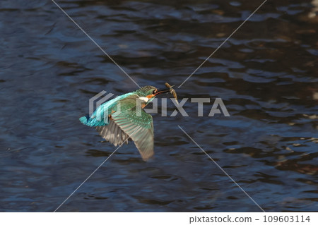 藍色水面景觀,翠鳥嘴裡銜著食物飛翔 藍色水面景觀,翠鳥嘴裡銜著食物飛翔 109603114