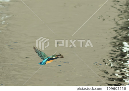 Landscape of the water surface where a kingfisher flies with a fish in its mouth 109603236