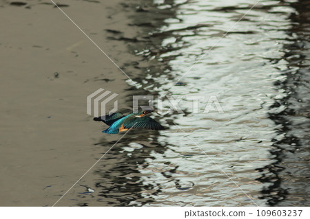 Landscape of the water surface where a kingfisher flies with a fish in its mouth Landscape of the water surface where a kingfisher flies with a fish in its mouth 109603237