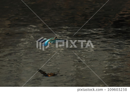 翠鳥嘴裡叼著魚飛翔的水面景觀 翠鳥嘴裡叼著魚飛翔的水面景觀 109603238