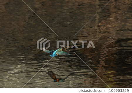 翠鳥嘴裡叼著魚飛翔的水面景觀 109603239