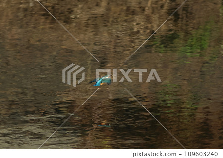 翠鳥嘴裡叼著魚飛翔的水面景觀 翠鳥嘴裡叼著魚飛翔的水面景觀 109603240