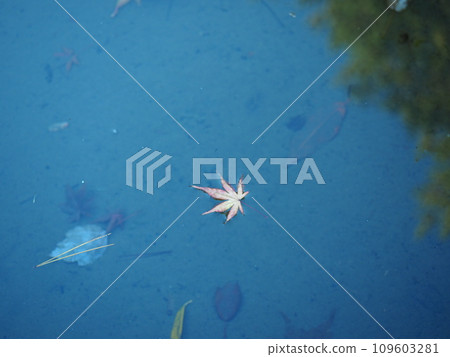 Autumn park walk - Japan's beautiful four seasons 109603281