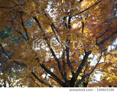 Autumn park walk - Japan's beautiful four seasons Autumn park walk - Japan's beautiful four seasons 109603296