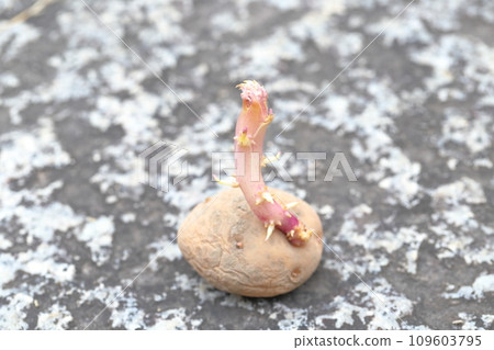Seed potatoes that have sprouted (potato cultivar Kitaakari) Seed potatoes that have sprouted (potato cultivar Kitaakari) 109603795