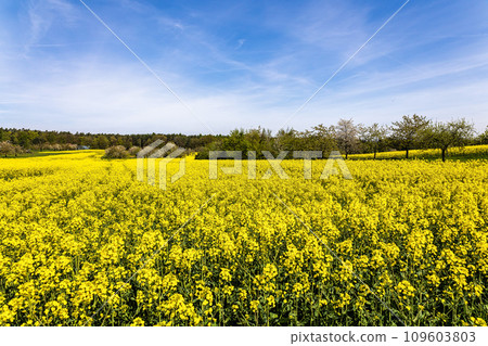 Cherry blossoms on the hills around Kalchreuth, Germany in Franconian Switzerland 109603803