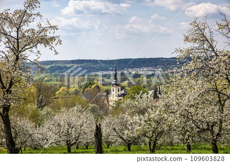 Church of Saint Kilian at Pretzfeld, Germany in Franconian Switzerland through cherry trees in blossom Church of Saint Kilian at Pretzfeld, Germany in Franconian Switzerland through cherry trees in blossom 109603828