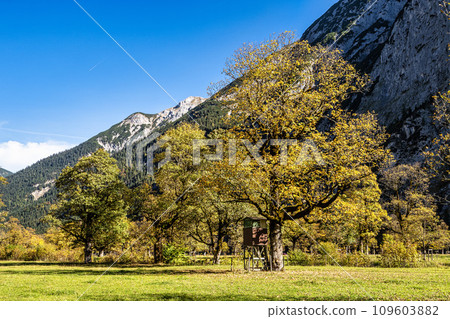 maple trees at Ahornboden, Karwendel mountains, Tyrol, Austria 109603882