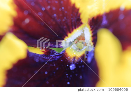 Close-up of petals Viola (pansy) Close-up of petals Viola (pansy) 109604006
