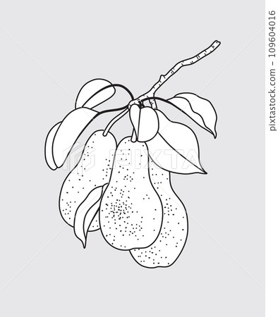 Outlined Pear Tree Branch with Pears. 109604016