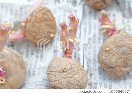 已發芽的馬鈴薯種子（馬鈴薯品種 Kitaakari） 109604037