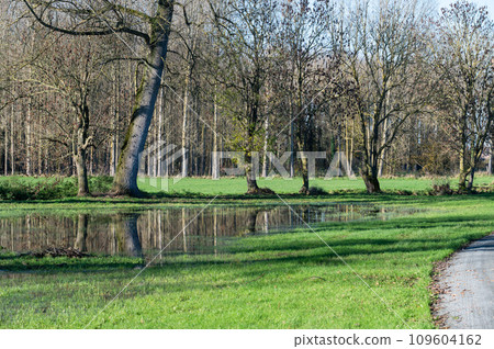 Bare winter trees reflecting in shallow water and a bending road around Imde, Belgium 109604162