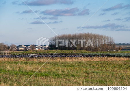 Colorful farmland, trees and sky in winter around Londerzeel, Brabant Region, Belgium 109604204