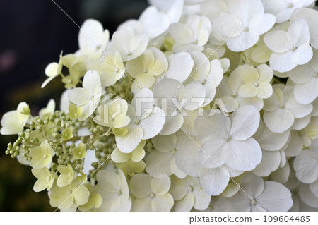 Hydrangea paniculata. The white flowers are paniculate hydrangea. Small white flowers in close-up. Hydrangea paniculata. The white flowers are paniculate hydrangea. Small white flowers in close-up. 109604485