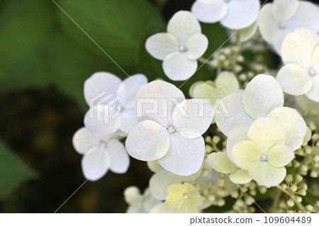 Hydrangea paniculata. The white flowers are paniculate hydrangea. Small white flowers in close-up. Hydrangea paniculata. The white flowers are paniculate hydrangea. Small white flowers in close-up. 109604489