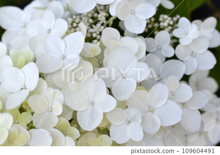 Hydrangea paniculata. The white flowers are paniculate hydrangea. Small white flowers in close-up. Hydrangea paniculata. The white flowers are paniculate hydrangea. Small white flowers in close-up. 109604491
