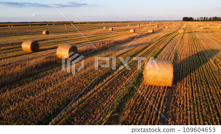 Many bales of wheat straw twisted into rolls with long shadows after wheat harvest lie on field during sunset sunrise. Flying over straw bales rolls on field. Aerial drone view. Agricultural landscape Many bales of wheat straw twisted into rolls with long shadows after wheat harvest lie on field during sunset sunrise. Flying over straw bales rolls on field. Aerial drone view. Agricultural landscape 109604653