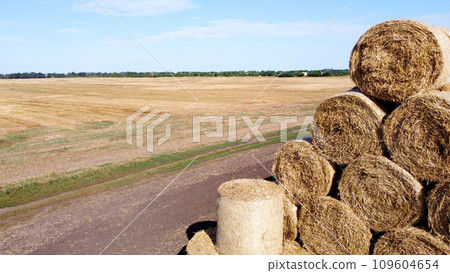 Many bales of straw in the field. Many bales rolls of wheat straw stacked together in field after harvest on summer day. Agricultural agro-industrial agrarian field. agribusiness. Aerial drone view. Many bales of straw in the field. Many bales rolls of wheat straw stacked together in field after harvest on summer day. Agricultural agro-industrial agrarian field. agribusiness. Aerial drone view. 109604654