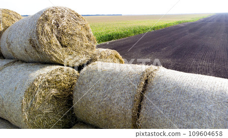 Many bales of straw in the field. Many bales rolls of wheat straw stacked together in field after harvest on summer day. Agricultural agro-industrial agrarian field. agribusiness. Aerial drone view. 109604658